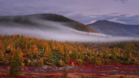 Autumn Mist Over Rolling Hills wallpaper