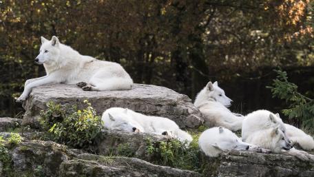 Pack of Artic Wolves wallpaper