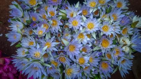 Light blue lilies wallpaper