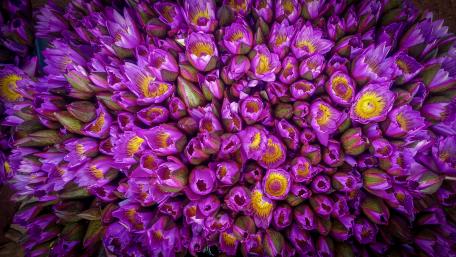Water lilies from Sri Lanka wallpaper