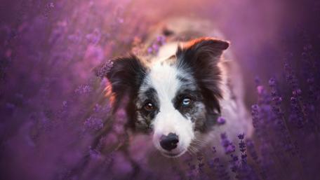 Border Collie among the lavenders wallpaper