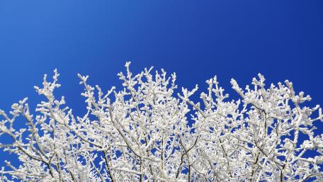 Hary branches wallpaper