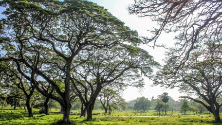 View Scene from Anuradhapura wallpaper