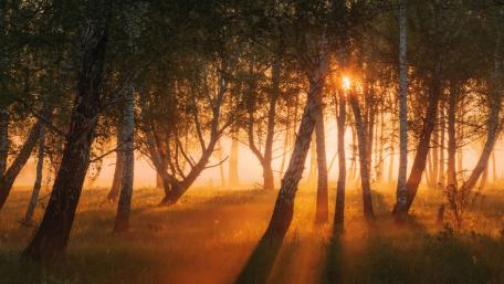 Majestic Birch Forest at Sunset wallpaper
