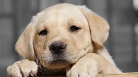 Labrador Retriever puppy wallpaper