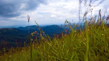 Vibrant Hillside Through Grass Perspective wallpaper