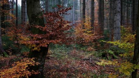 Autumn forest wallpaper
