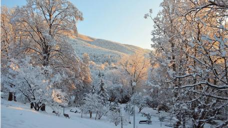 Winter Wonderland in the Snow-covered Forest wallpaper