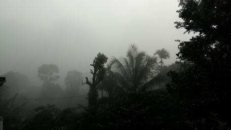 Morning misty wallpaper