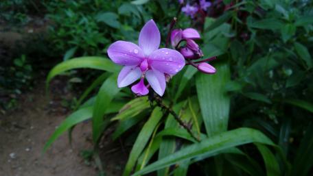Dewdrops on orchid flower wallpaper