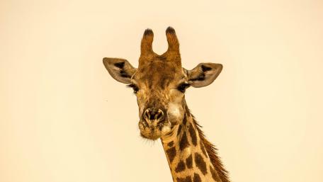 Majestic Giraffe Head in Stunning Detail wallpaper
