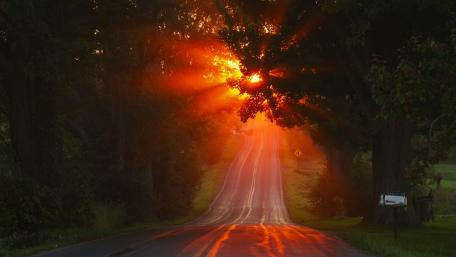Sunlight Splendor on a Forest Road wallpaper