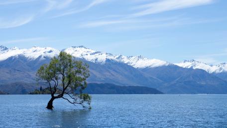 Solitary tree in the middle of Lake Wanaka wallpaper