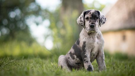 Great Dane puppy wallpaper