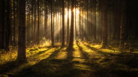 Rays of sun in the deep forest wallpaper