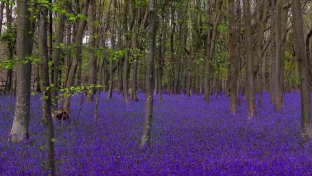 Bluebell carpet wallpaper