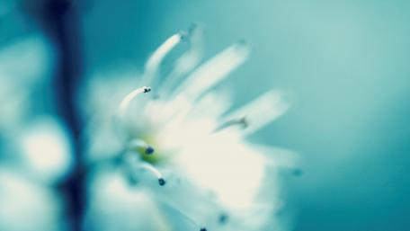Serene Blue Blossom Wallpaper wallpaper