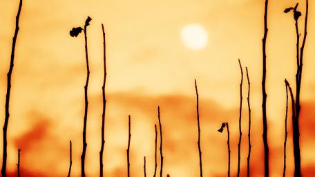 Golden Glow at Dusk wallpaper