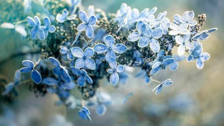 Lilac Dreams in Springtime Blur wallpaper