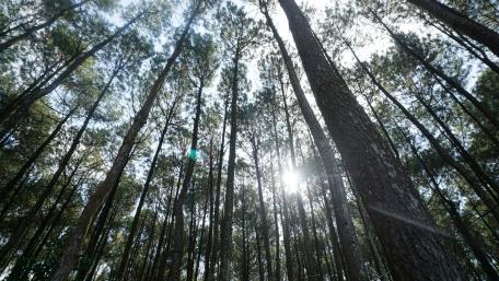 Majestic Sunlight Through the Forest Canopy wallpaper