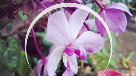 Purple orchid flower wallpaper