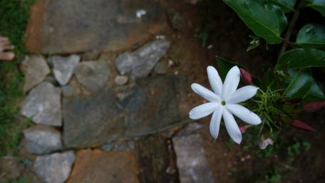 Delicate White Flower Among Stones and Greenery wallpaper
