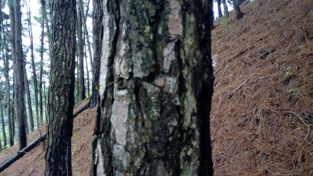 Majestic Forest Trunks Amidst Mountain Serenity wallpaper