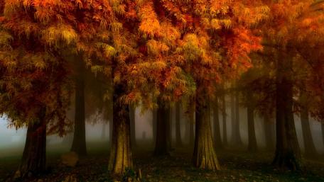 Red forest at fall wallpaper