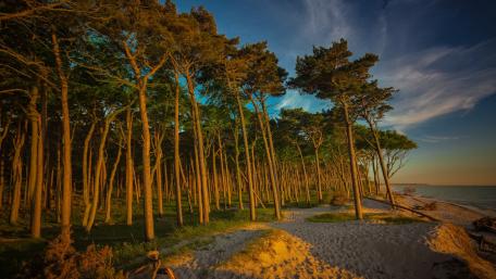 Seaside forest wallpaper