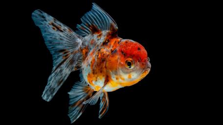 Goldfish wallpaper