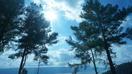 Sunlit Trees Against a Scenic Background in Indonesia wallpaper