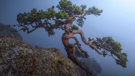 Majestic Tree Amidst Misty Mountainside Fog wallpaper