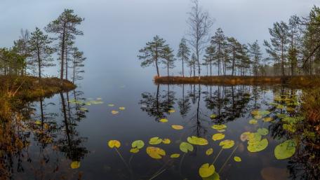 Misty Morning Serenity in Nature wallpaper