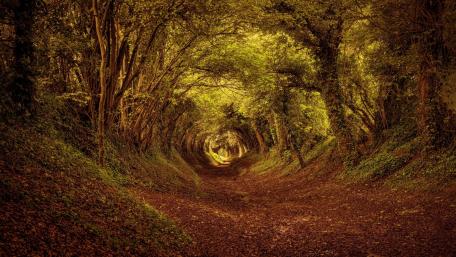 Enchanted Forest Pathway in Autumn Glow wallpaper