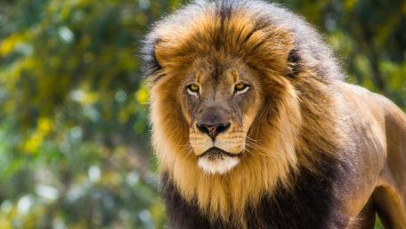 Majestic King of the Savanna wallpaper