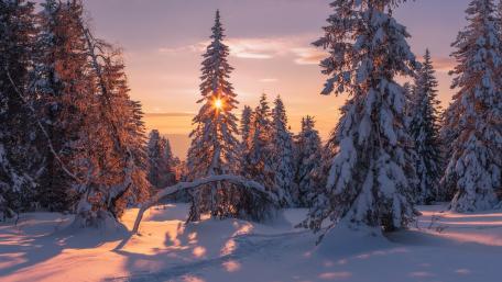 Snowy pines wallpaper