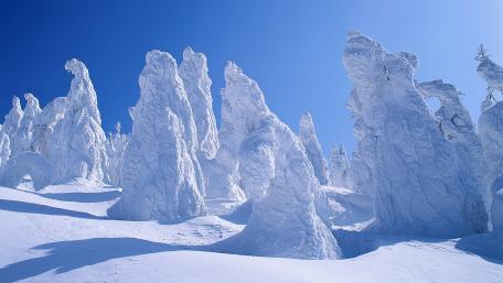 Snowcapped pine trees wallpaper