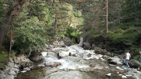 Serene Forest Stream Awakens the Senses wallpaper