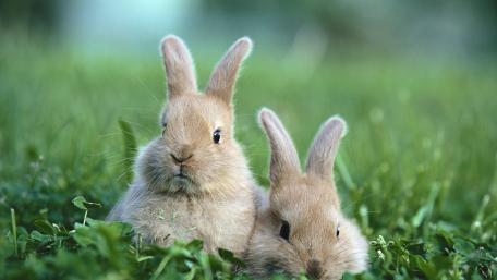 lapin wallpaper