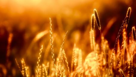 Orange grass wallpaper