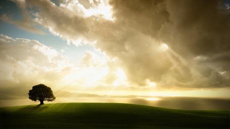 Solitary Tree Under Sunlit Skies wallpaper