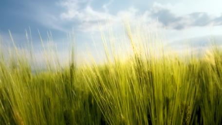 Vibrant Green Grassland Under a Clear Sky wallpaper