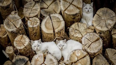 White cats among tree logs wallpaper