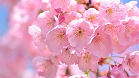 Sakura blossom wallpaper