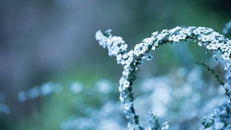 Delicate Blossoms in Dreamy Blur wallpaper