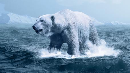 Polar Bear wallpaper