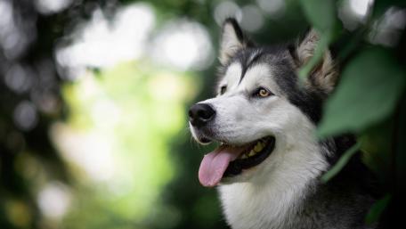 Siberian Husky wallpaper
