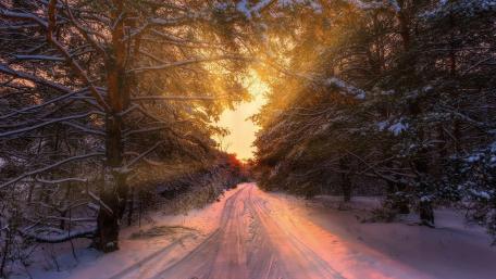 Snowy forest road wallpaper