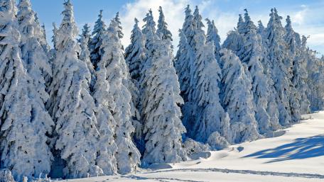 Snowy pine trees wallpaper