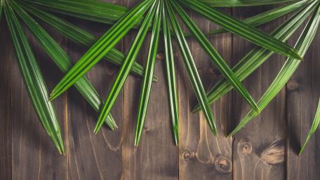 Green leaf wallpaper